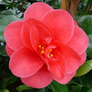 Camellia 'Mary Williams'
